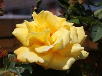 Rose challenge
