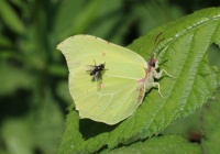 Brimstone butterfly with Fly (Citroenvlinder)