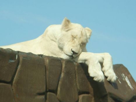 sleepy lion