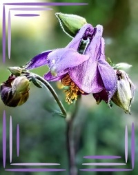 💜 Time for Aquilegia 💜