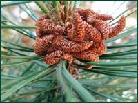 future pinecones