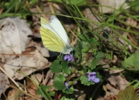 Green-veined white - Pieris napi (Klein geaderd witje)