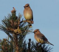 Cedar Waxwing