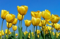 yellow tulips