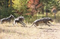 Wolfhounds at play