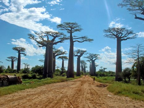 Avenue Baobabs