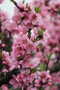 Cherry Blossom