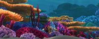 Coral reef - Finding Nemo