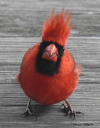 Bad Hair Day