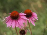 Last of the season echinacea
