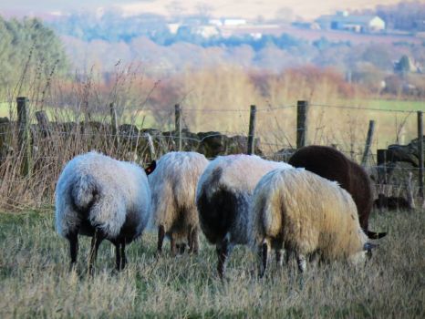 Sheep in Angus