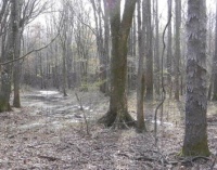 Wet Spring Woods