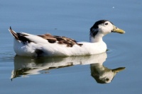 Domestic Duck, Guajome Regional Park, Oceanside, California