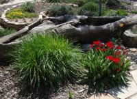 Tulips, Young grass and log