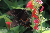 Black Butterfly with Red Flowers