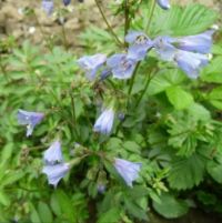 J&iacute;rnice  modr&aacute;