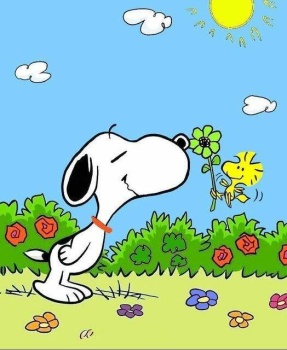 Solve Snoopy - smell the roses jigsaw puzzle online with 90 pieces