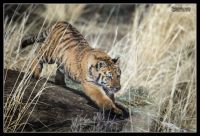 Bengal Tiger cub names Lily