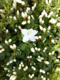 white azalea starting to bloom