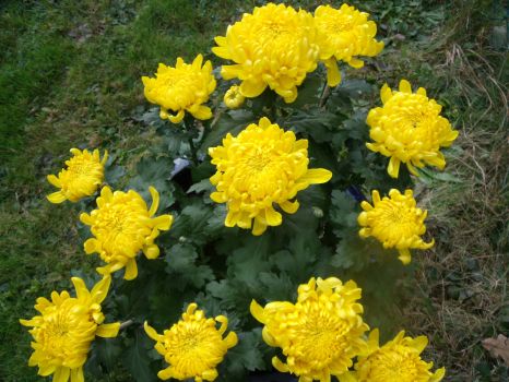 Yellow chrysanthemums against the November blues