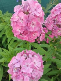 floxy