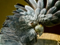 Red-tailed Black Cockatoo