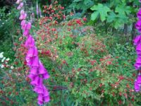 Huckleberries and foxgloves