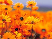 yellow flowers