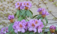 Rododendron v barvě lila...  Rhododendron in lilac color ...