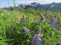 Lupine in Juneau, AK