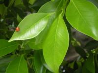 Ladybug
