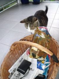 Let's have a look - what's in Susy's shopping basket?