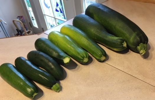 this morning's crop of zucchini