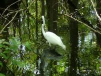 Great egret (facing away)
