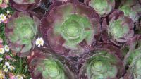 succulents