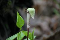 Jack In the Pulpit