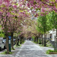 Floraison