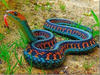 California Red-Sided Garter Snake.