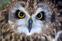 Tawny owl (Strix aluco) Credit to, Getty Images