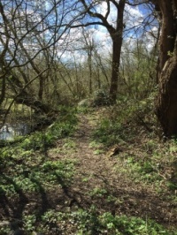 Another Woodland walk (2)