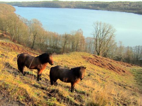 Horses in the Hills