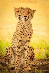 optical illusion cheetah