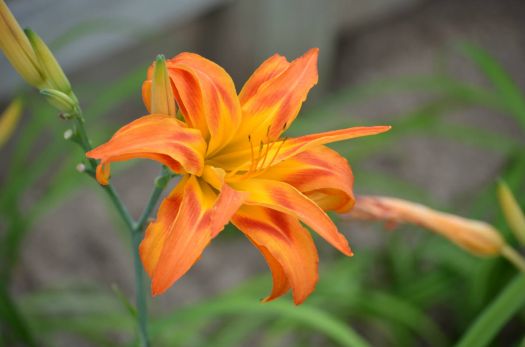 Triple Day Lily
