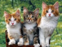 hd-wallpapers-kitten-wallpaper-desktop-1600x1200-wallpaper