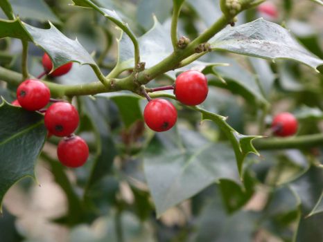 Winterswijk. Most holly berries have been eaten in winter by the birds. But some were forgotten!