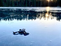 A toad on the ice
