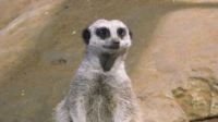 Meerkat (Easy)