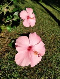 Our Beautiful Hibiscus