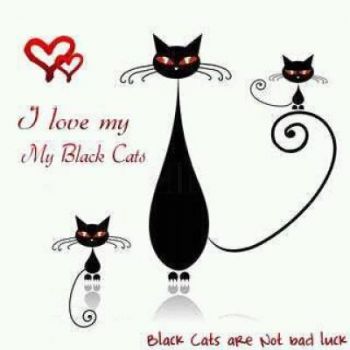 Black Cats are Beautiful