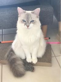 Willow